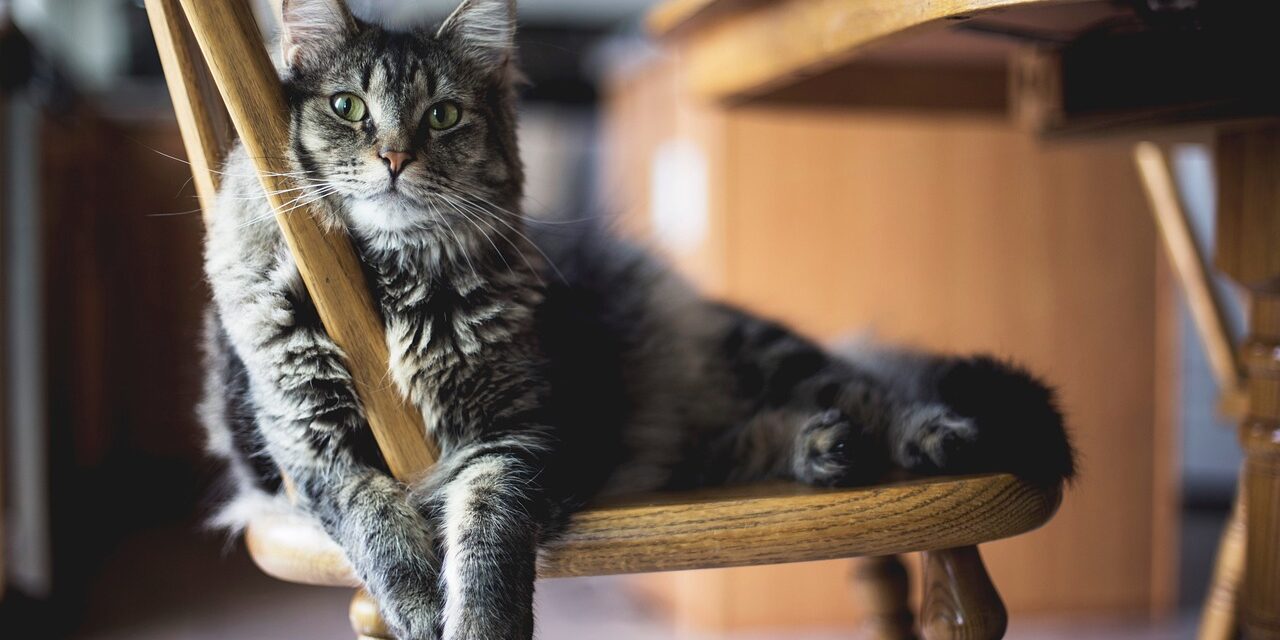 Mr. Delaney and his Cat