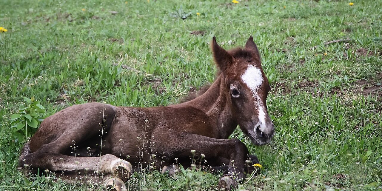 Foaling