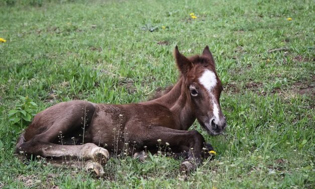 Foaling