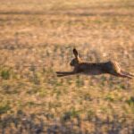 Rabbit, Run