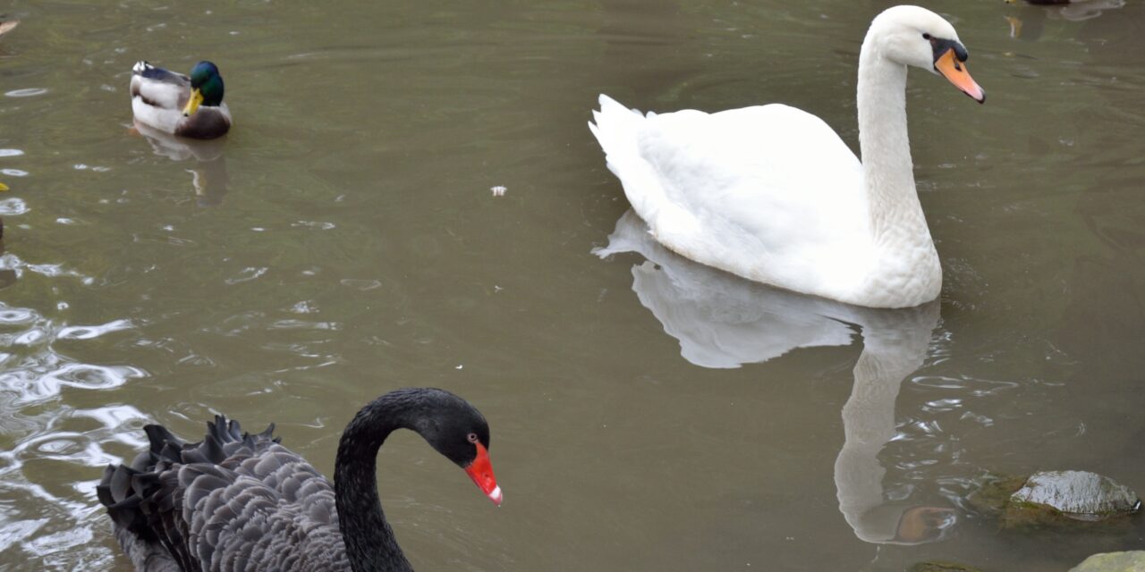 Free Birds in Liverpool